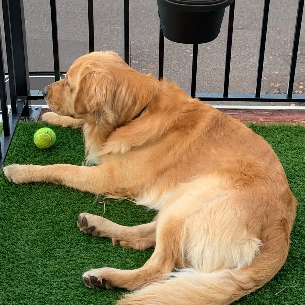 Meet your Posher, Allie